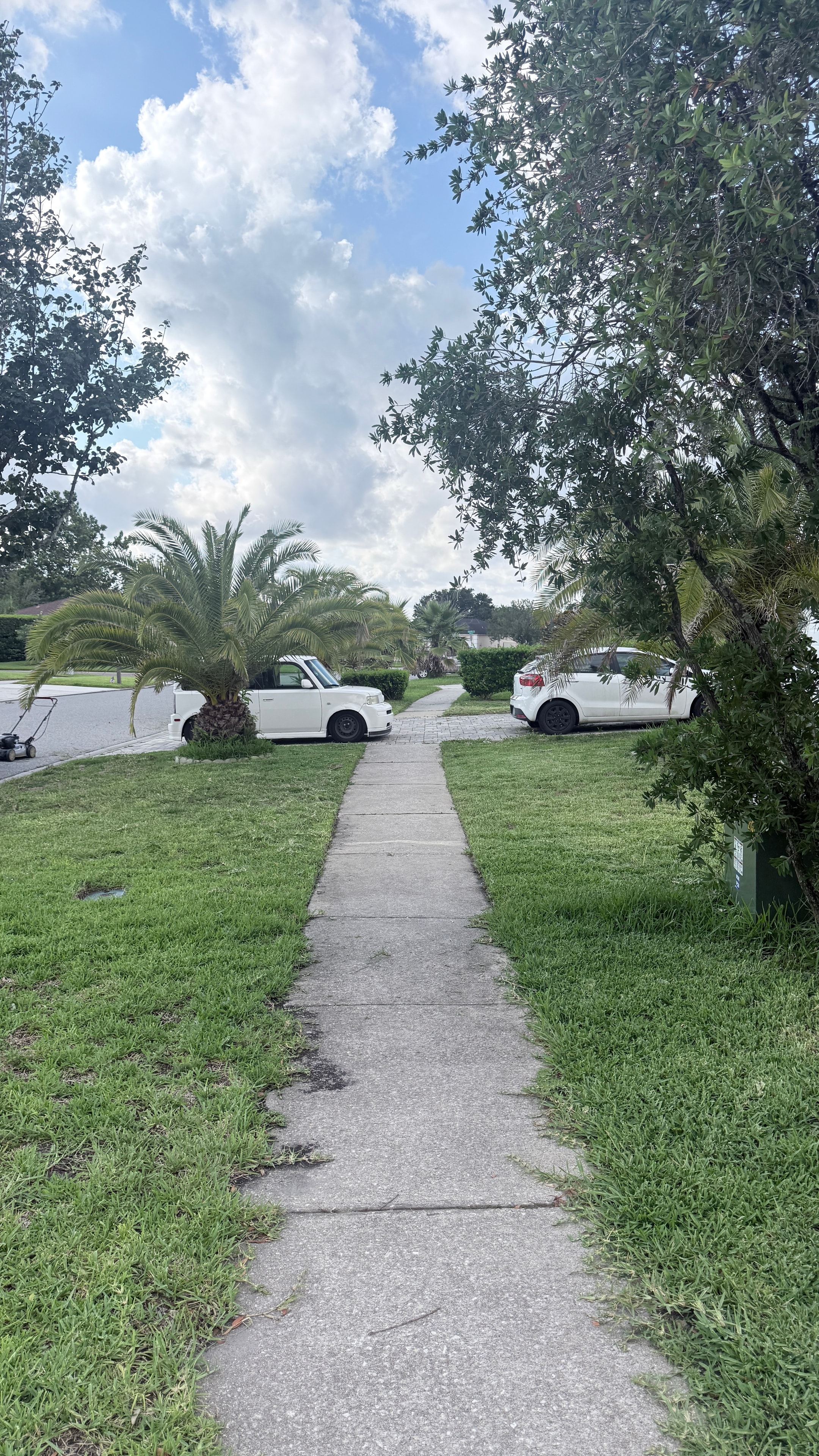 Clean lawn walkway with palm trees
